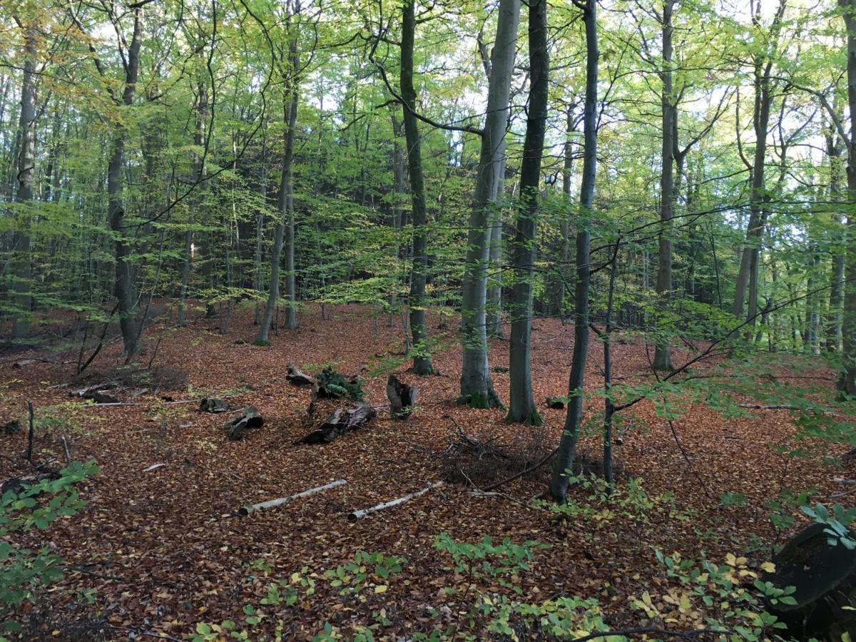 Bungalows Am Waldessaum Bei Hohenzieritz 외부 사진